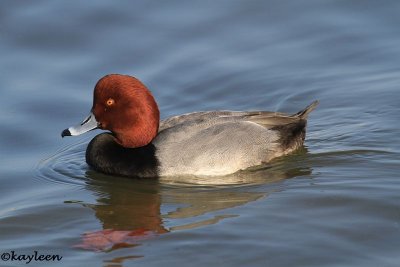 Redhead