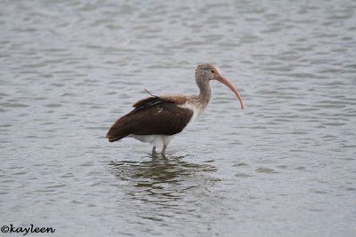 White ibisimmature
