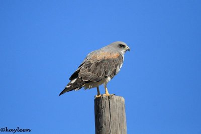 White-tailed hawk