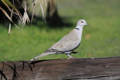 Eurasian-collared dove