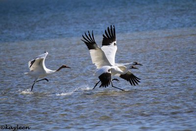 Whooping cranes