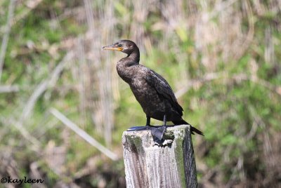 Neotropic cormorant