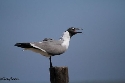 Laughing gull