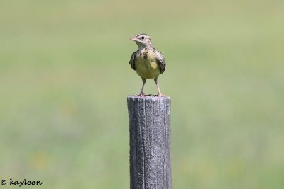 Eastern meadowlark (Juvenile)