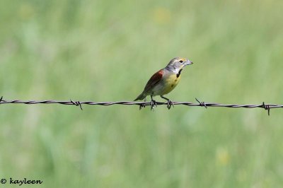 Dickcissel