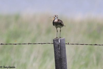 Upland sandpiper