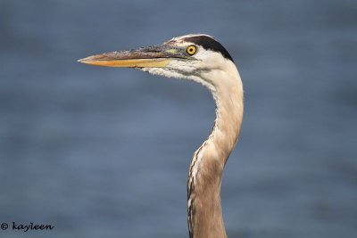 Great  blue heron