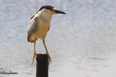 Black-crowned night-heron