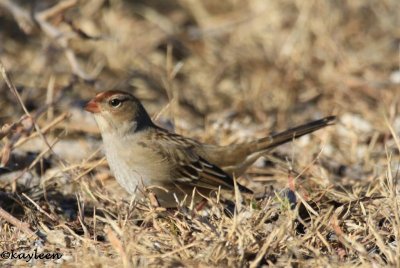 White-crowned sparrowjuvenile