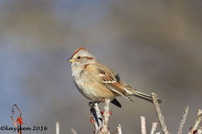 American tree sparrow