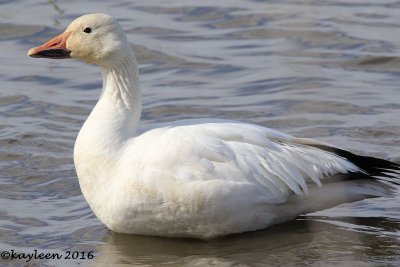 Snow goose (white morph)