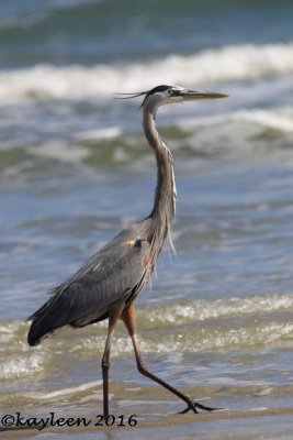 Great blue heron