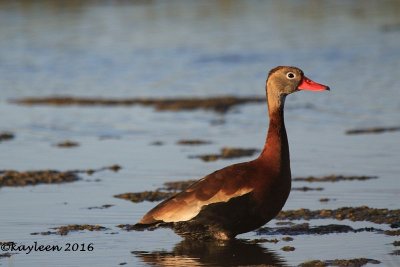Black-bellied whistling duck