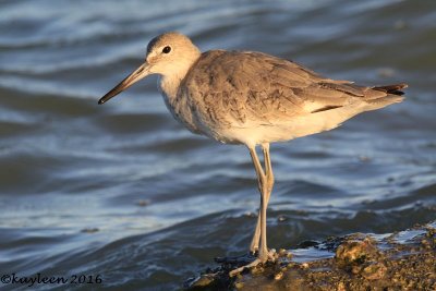 Willet