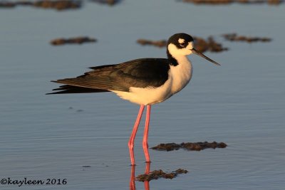 Black-necked stilt