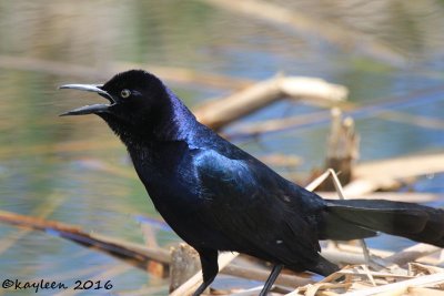 Boat-tailed grackle