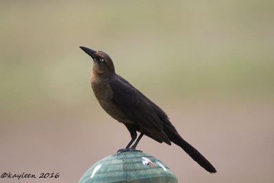 Boat-tailed gracklefemale