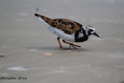 Ruddy turnstone