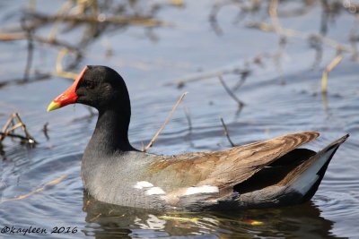 Common gallinule