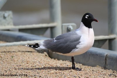 Franklin's gull