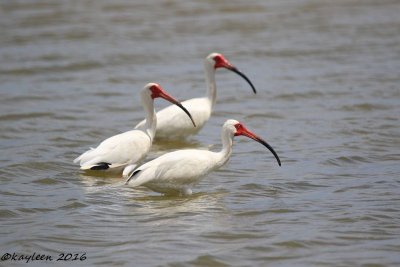 White ibis's