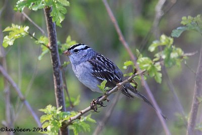 White-crowned sparrow