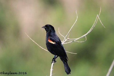 Red-winged blackbird