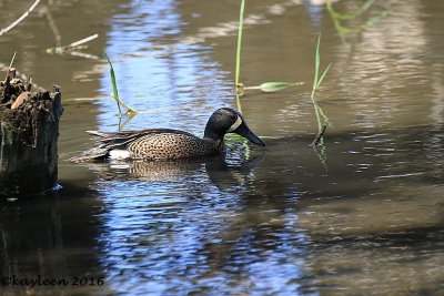 Blue-winged teal