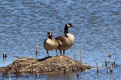 Canada geese