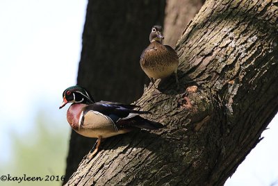 Wood duckmale and female