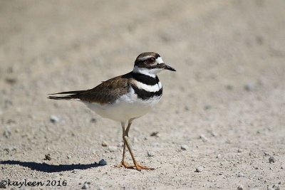 Killdeer