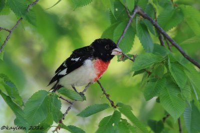 Rose-breasted grosbeak