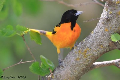 Baltimore oriole