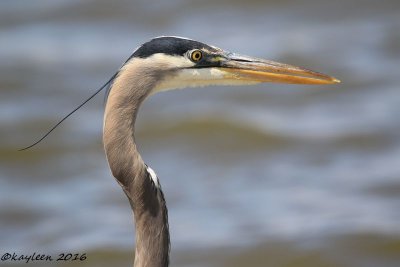 Great blue heron