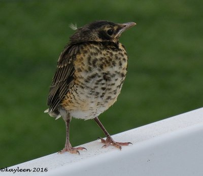 American robinimmature