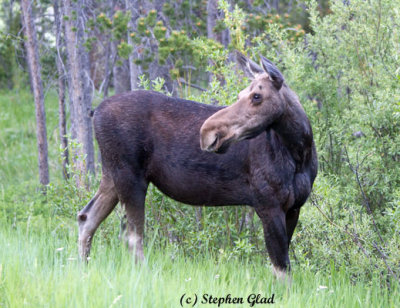 Cow Moose