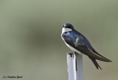 Tree Swallow