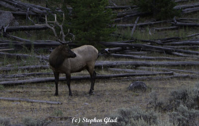 Bull Elk 6 x 6