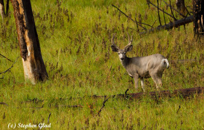 Mule Deer buck