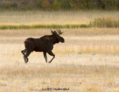 Bull Moose