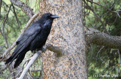 Common Raven