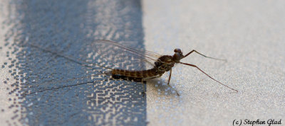 Western March Brown Spinner