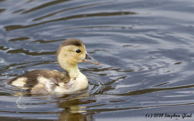Ring-necked Duckling