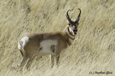 Pronghorn Antelope