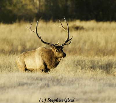 Bull Elk 