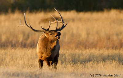 Bull Elk