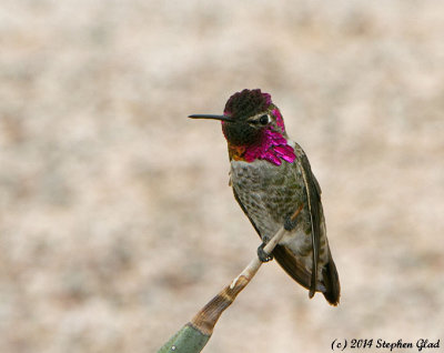 Anna's Hummingbird (male)