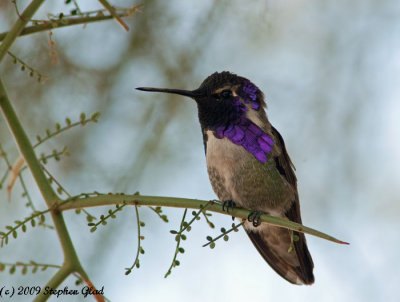 Costa's Hummingbird (male)