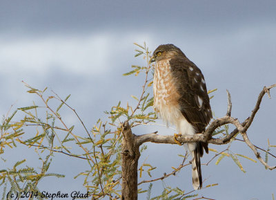 Hawks, Osprey and Falcons