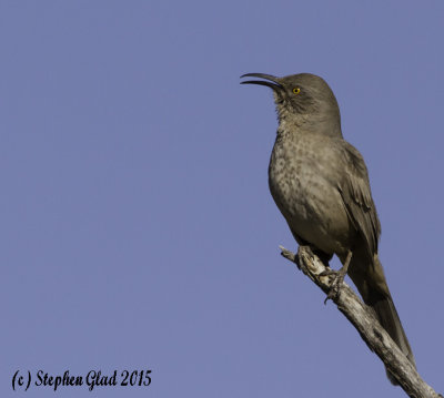 Curve-billed Thrasher